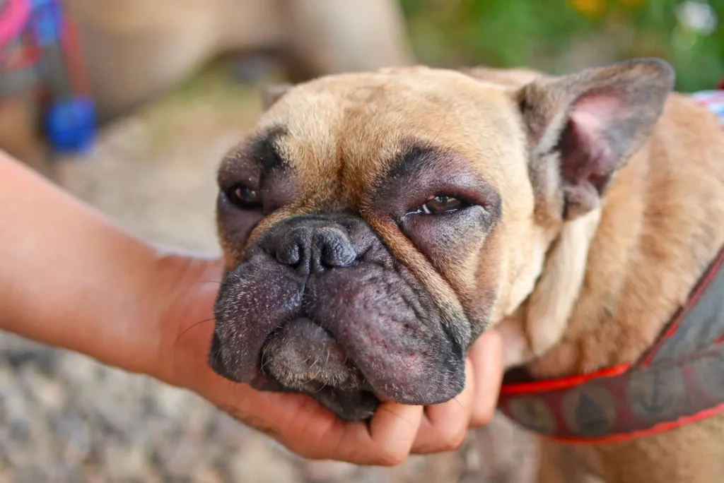 Veterinary Care for Rattlesnake Bites and Venom