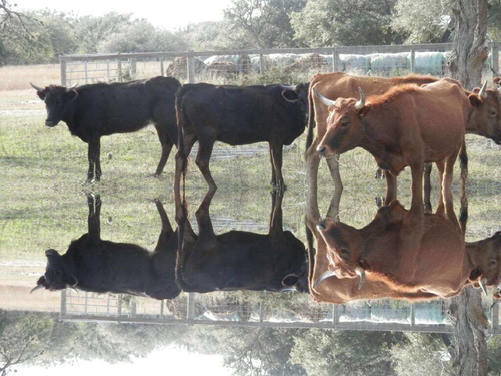 Cattle Herd Health