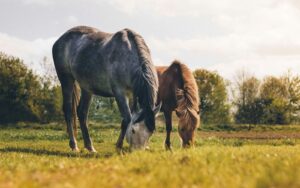 Horse Weight Management