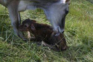 Calving Season, Texas