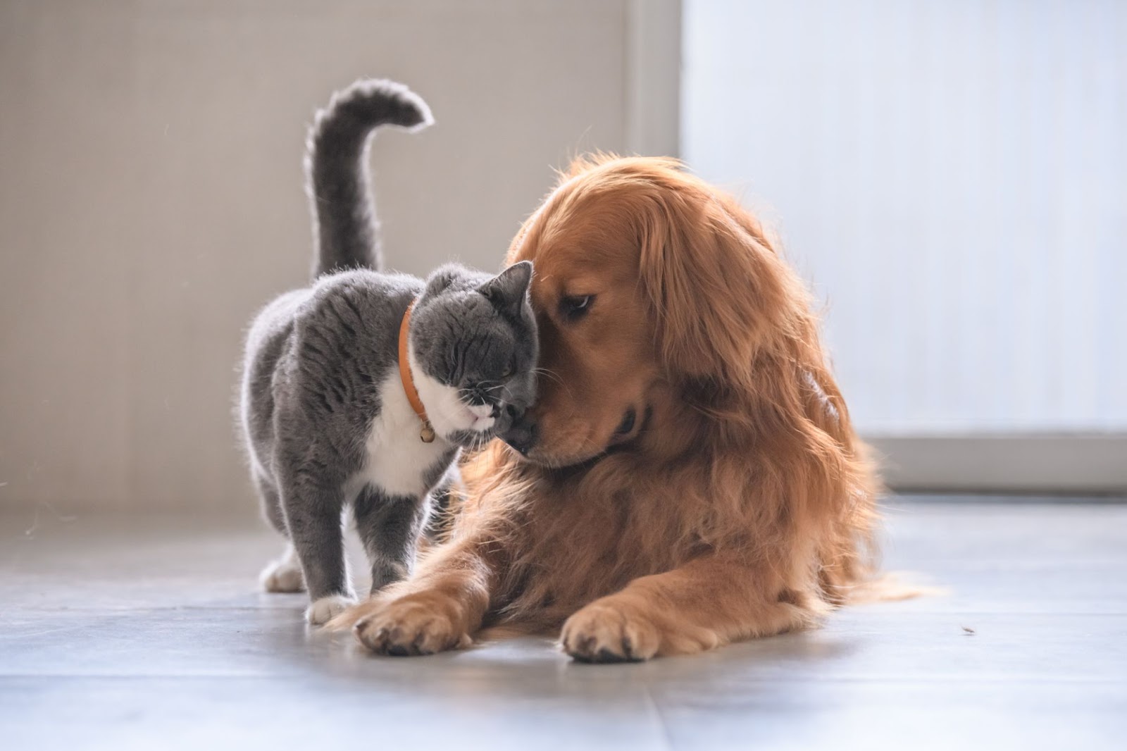 Cancer in Pets - Pet Cancer Care