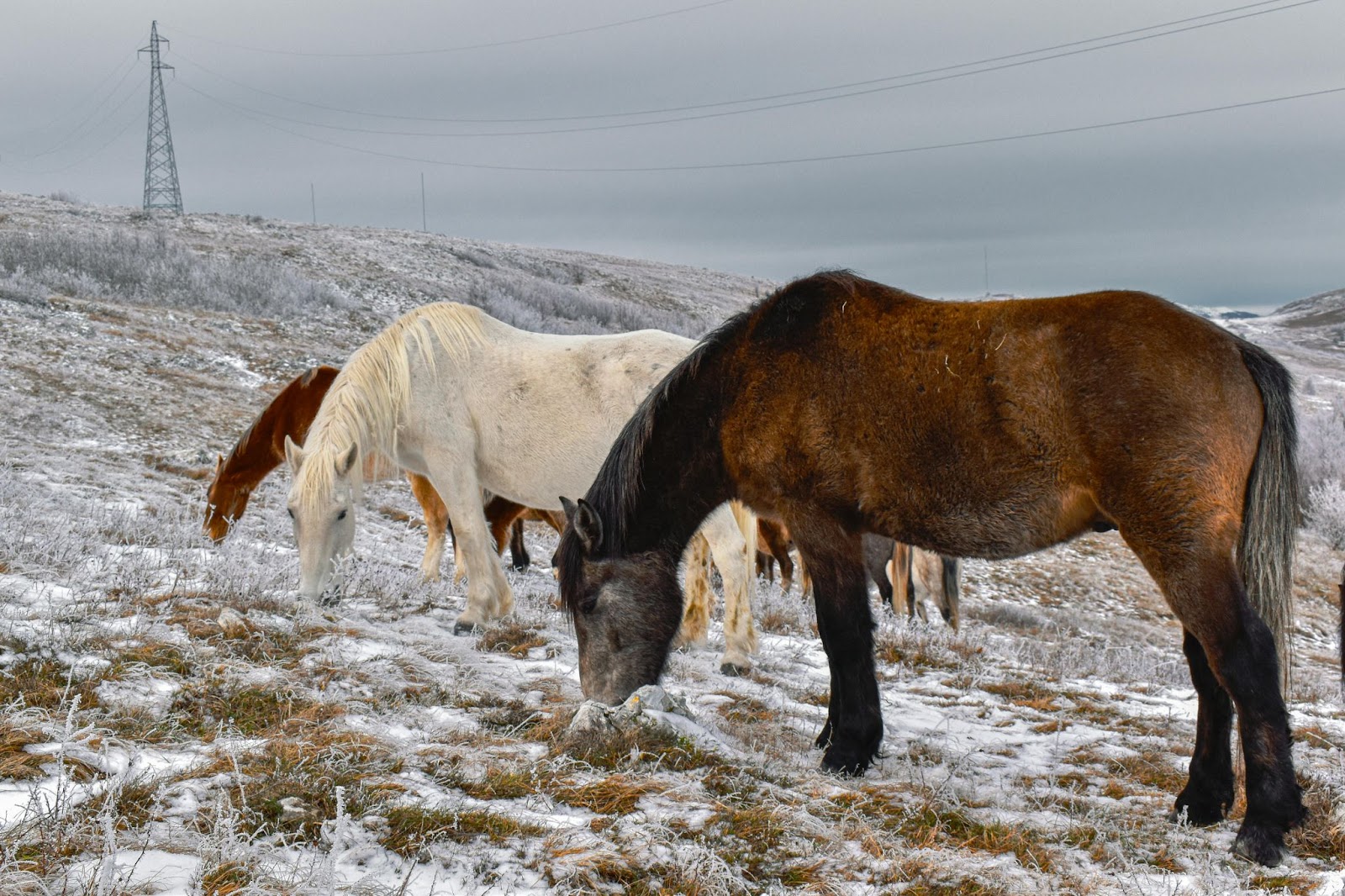 Horse Livestock