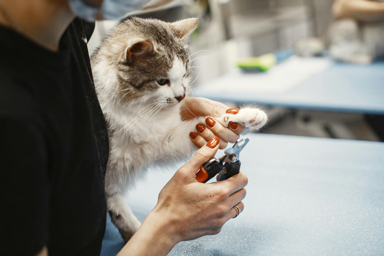 Pet Check-ups