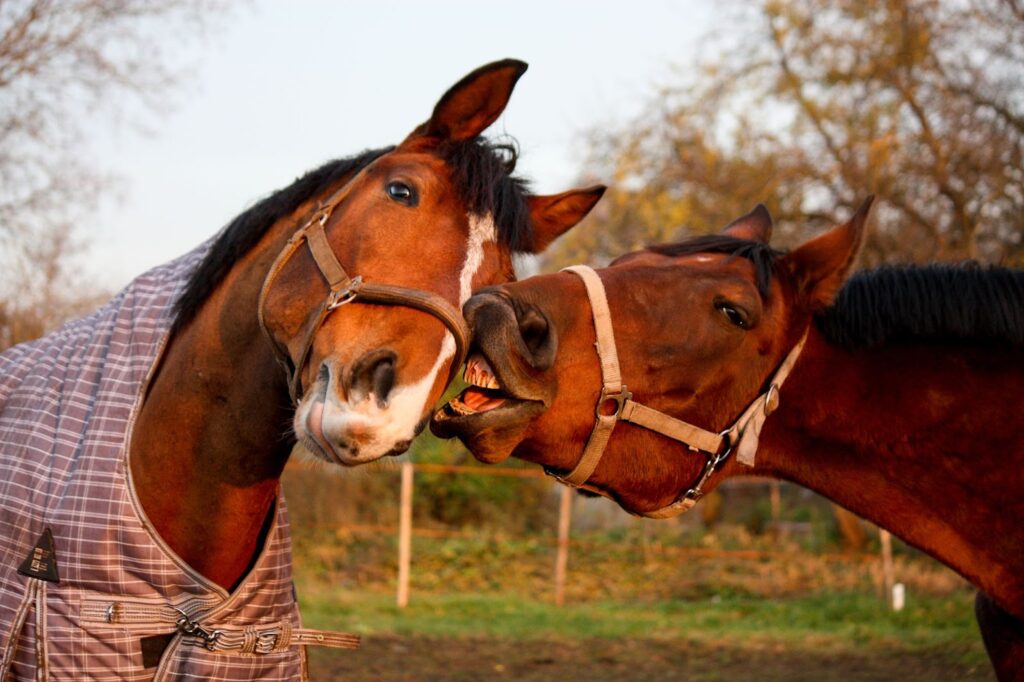 two horses interacting