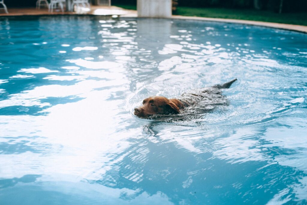 Labrador swimming in a pool to stay safe and cool during the Texas heat, a fun way to help keep pets cool in Texas heat.