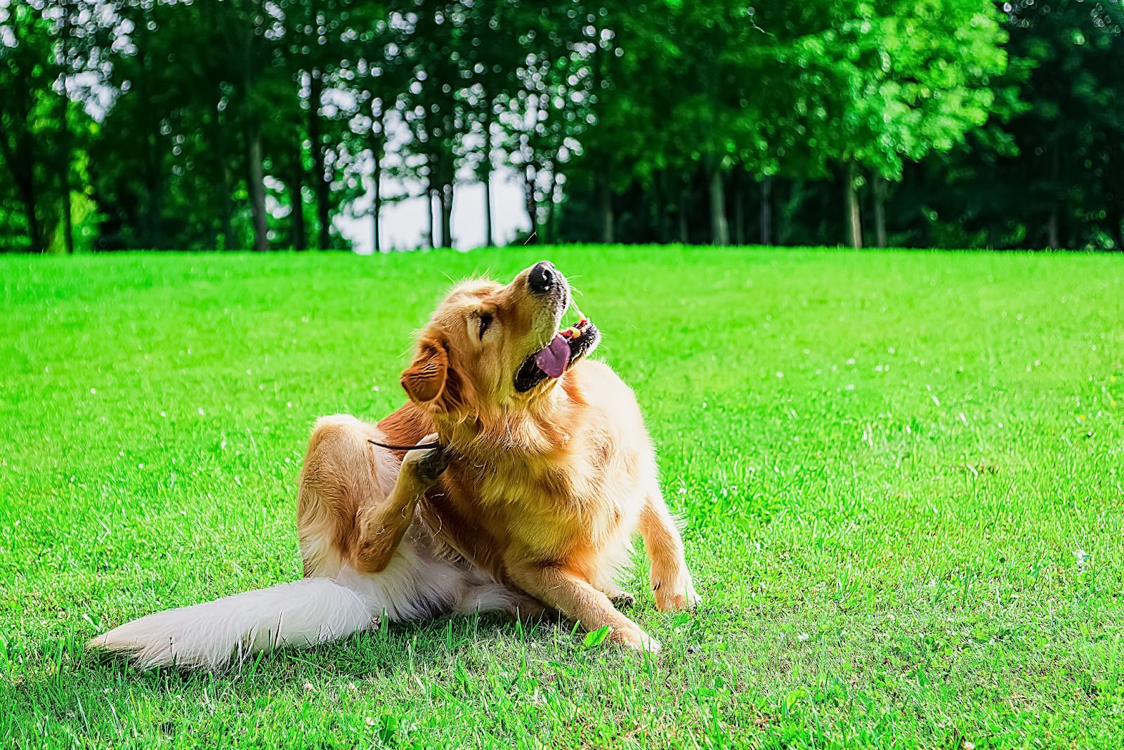 pet scratching treatment Sinton TX