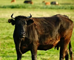 Healthy black cow on open pasture near Sinton, Texas showing the results of professional parasite control in cattle and goats.