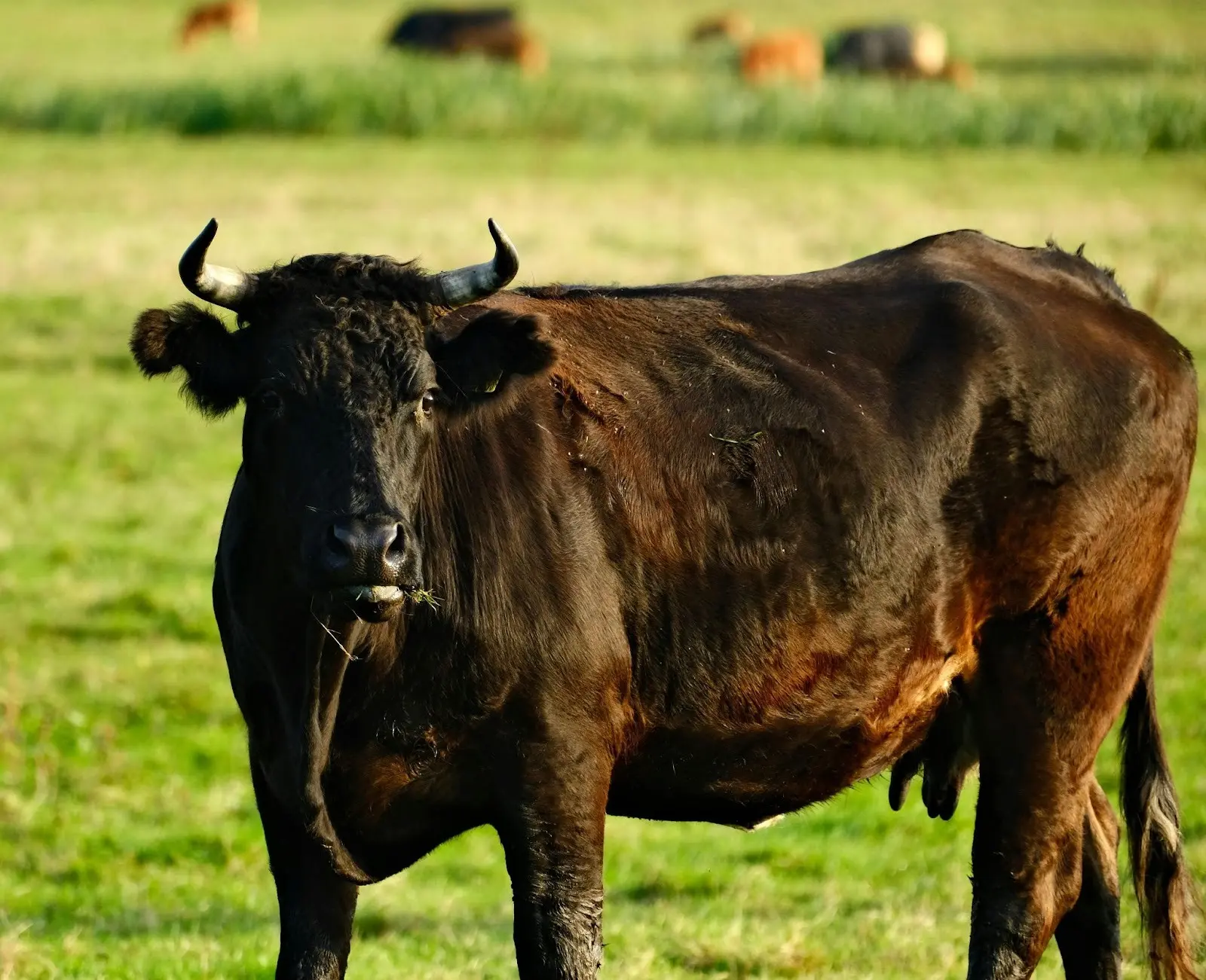 Healthy black cow on open pasture near Sinton, Texas showing the results of professional parasite control in cattle and goats.