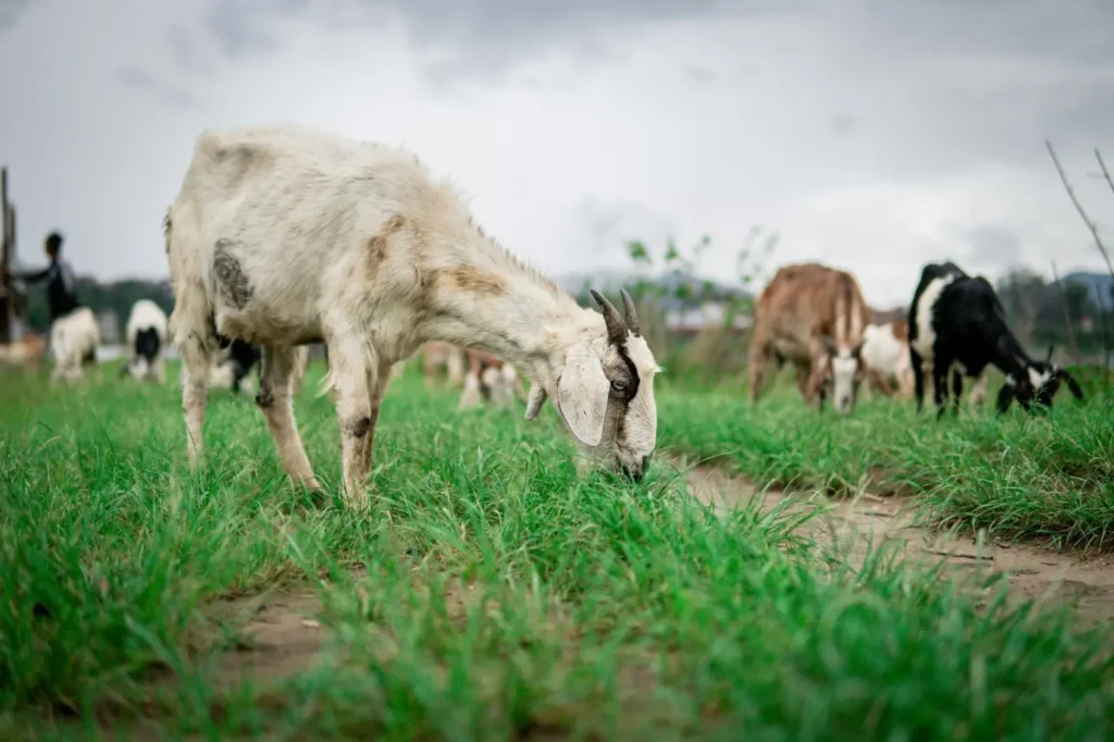 Goats grazing in a South Texas pasture representing healthy herds maintained through goat parasite prevention and herd management.